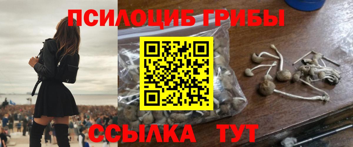 Галлюциногенные грибы Cubensis Луга